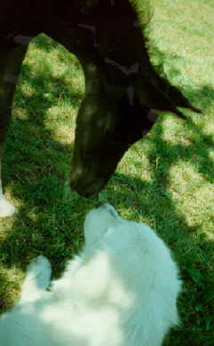 Karakacan mit Tomy