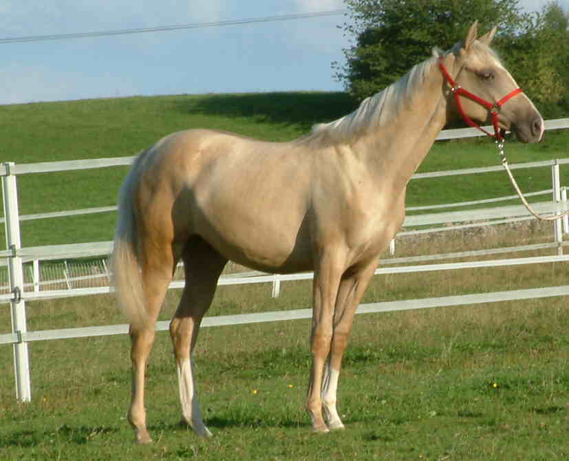 Mayda-1 web