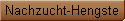 Nachzucht-Hengste