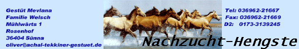 Nachzucht-Hengste