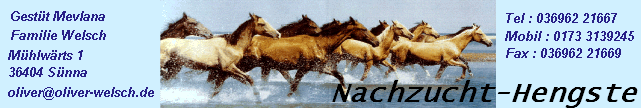 Nachzucht-Hengste