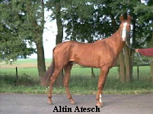 Altin Atesch