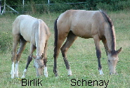 Birlik Schenay web
