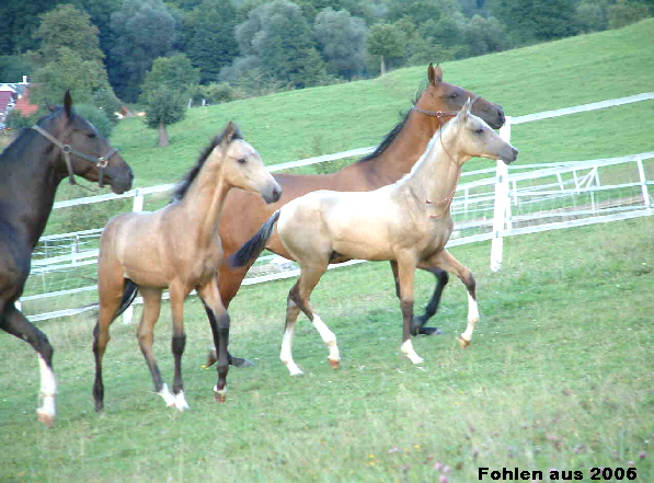 Fohlen Gruppe web