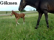 G�kmen