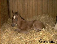 Gawani