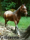 G�lseren