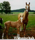 Watanischah