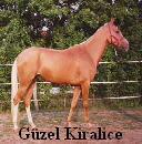 G�zelkiralice
