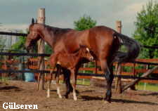 G�lseren