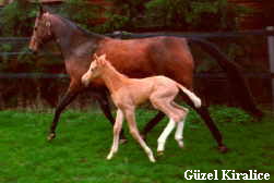 G�zel Kiralice
