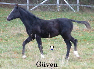 G�ven