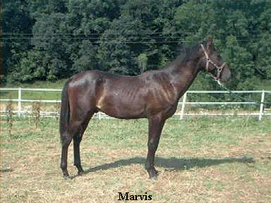 Marvis