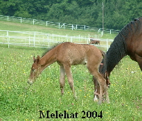 Melehatweb004