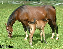 Melehat