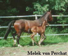 Melek von Perchat