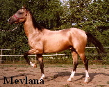 Mevlana