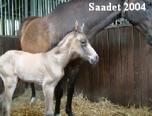 Saadet 2004