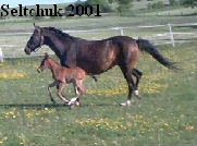 Seltchuk 2001