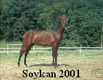 Soykan 2001