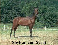 Soykan