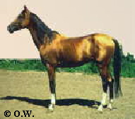 Gardasch